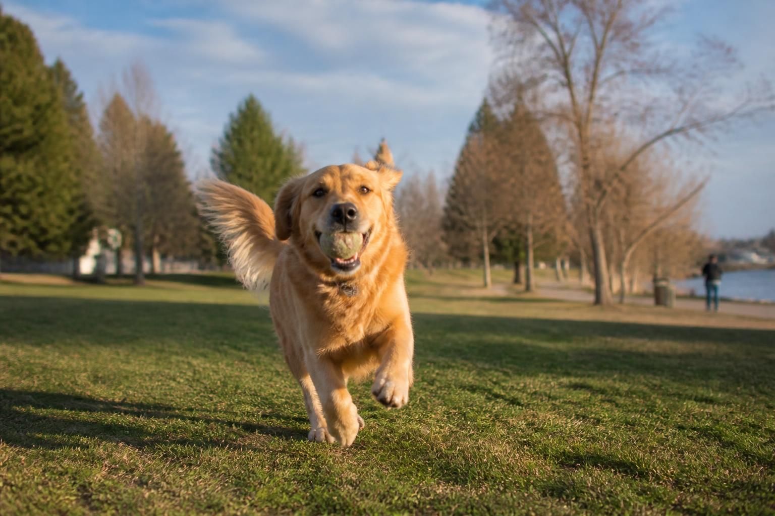découvrez notre guide complet des noms de chien et chienne commençant par la lettre x, parfait pour les passionnés à la recherche d'un nom original et unique.