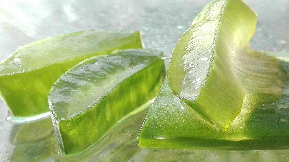 aloe vera