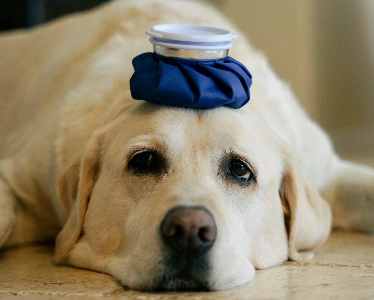 assurance pour animaux