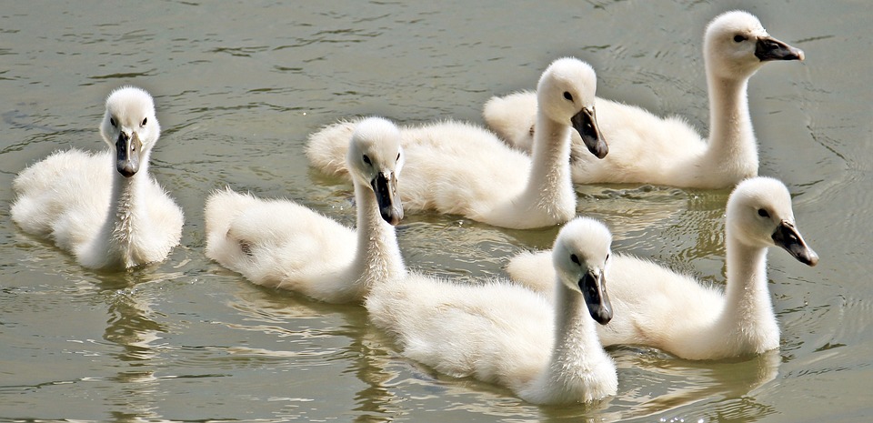 bébé cygne