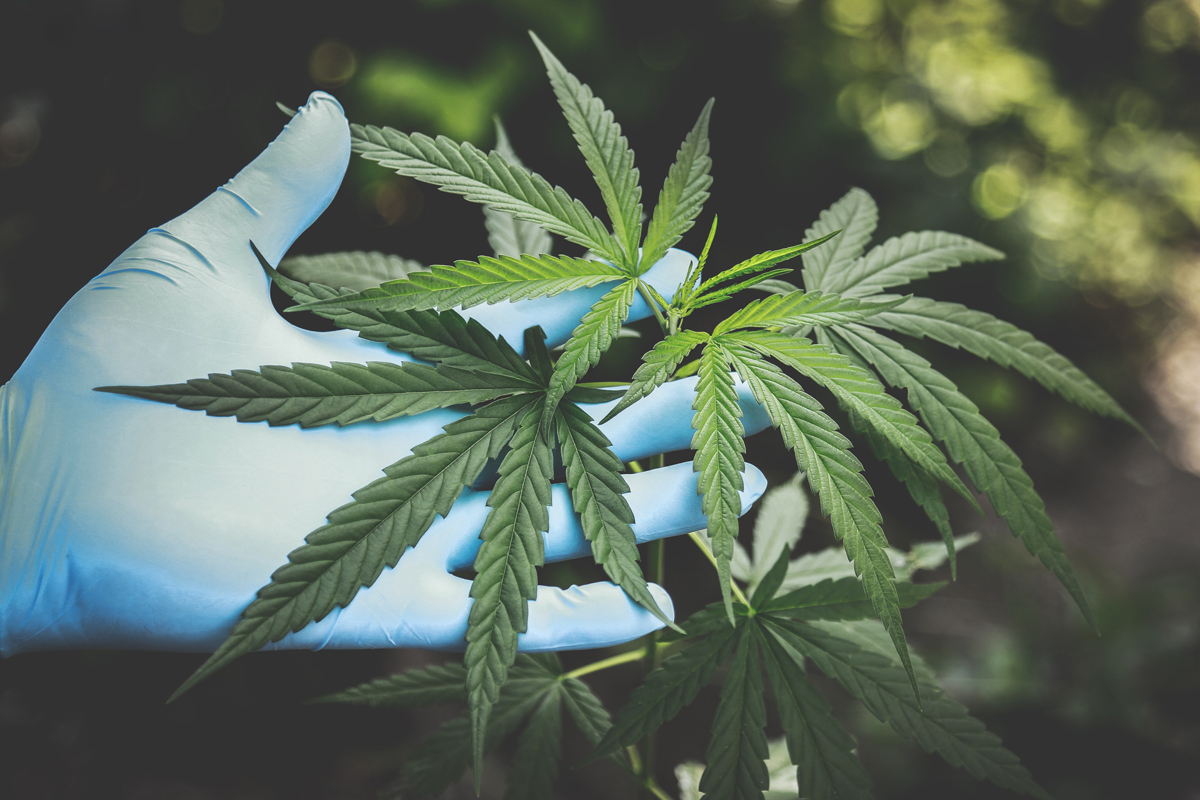 bienfaits de la résine CBD contre la fatigue chronique