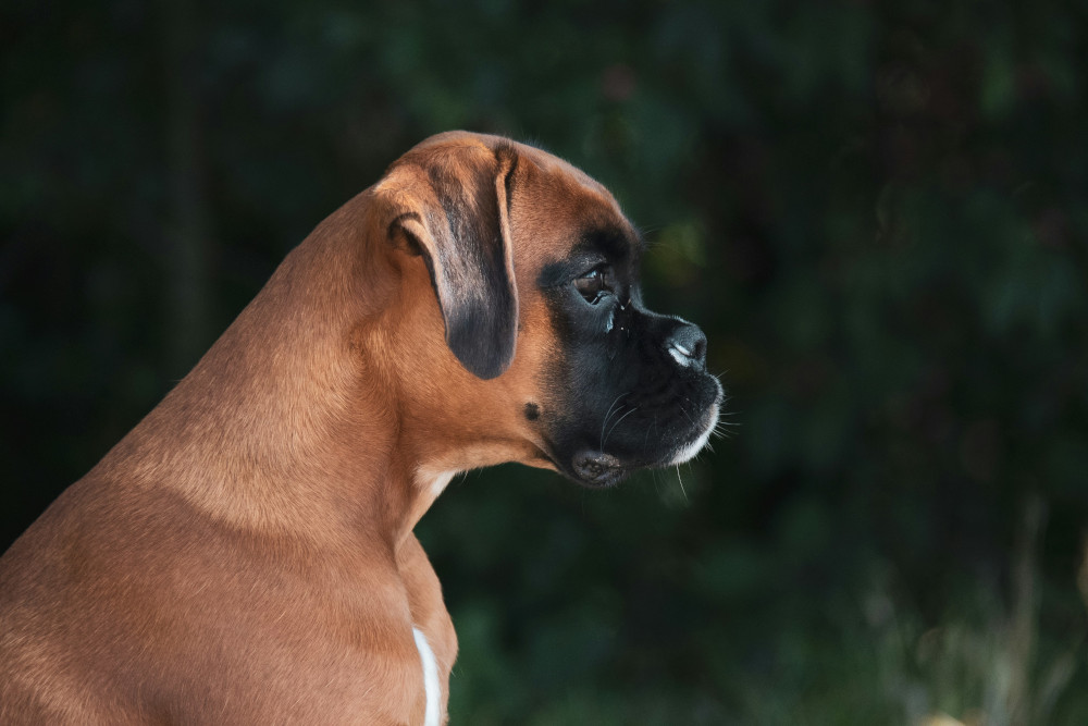 chien Boxer