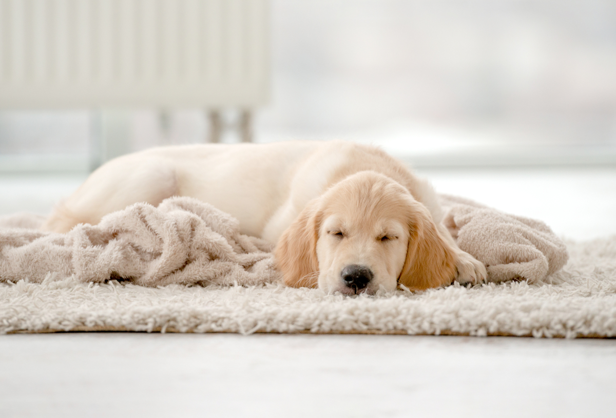 détendre chien