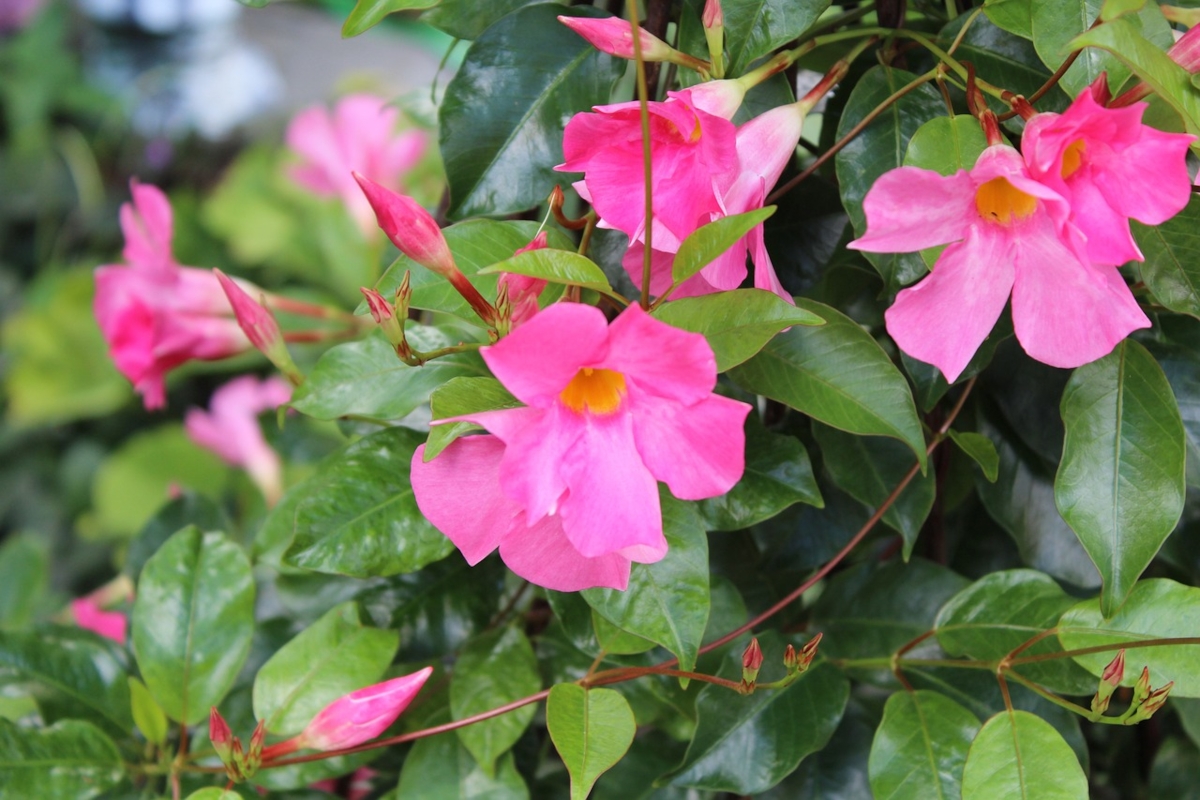 dipladenia tombe