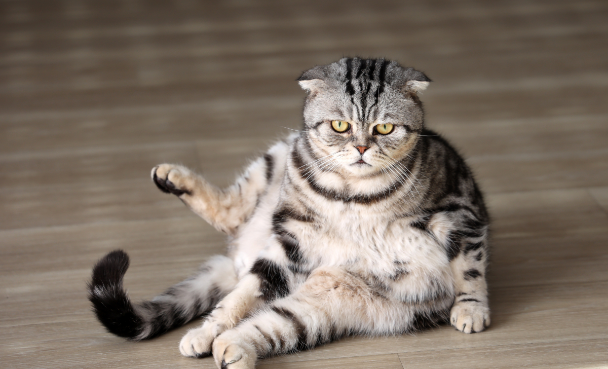 gros-chat-quelles-sont-les-races-de-chats-les-plus-gros