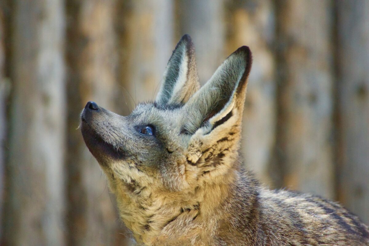 les renards Fennec
