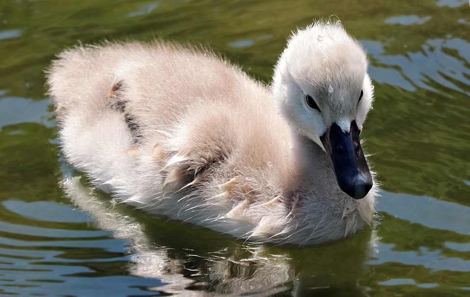 nom cygne