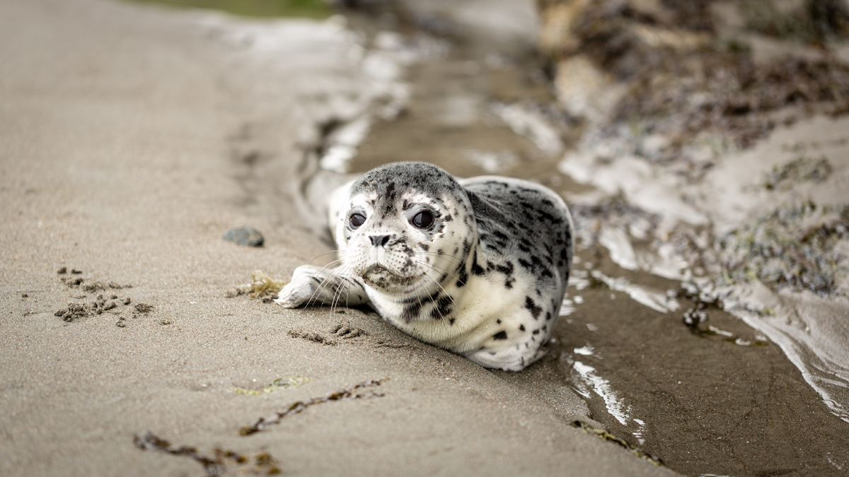 observer les animaux d'Islande