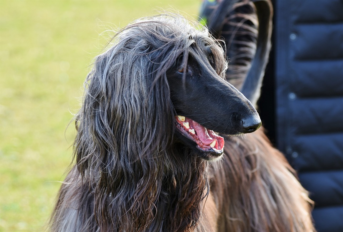 plus beau chien