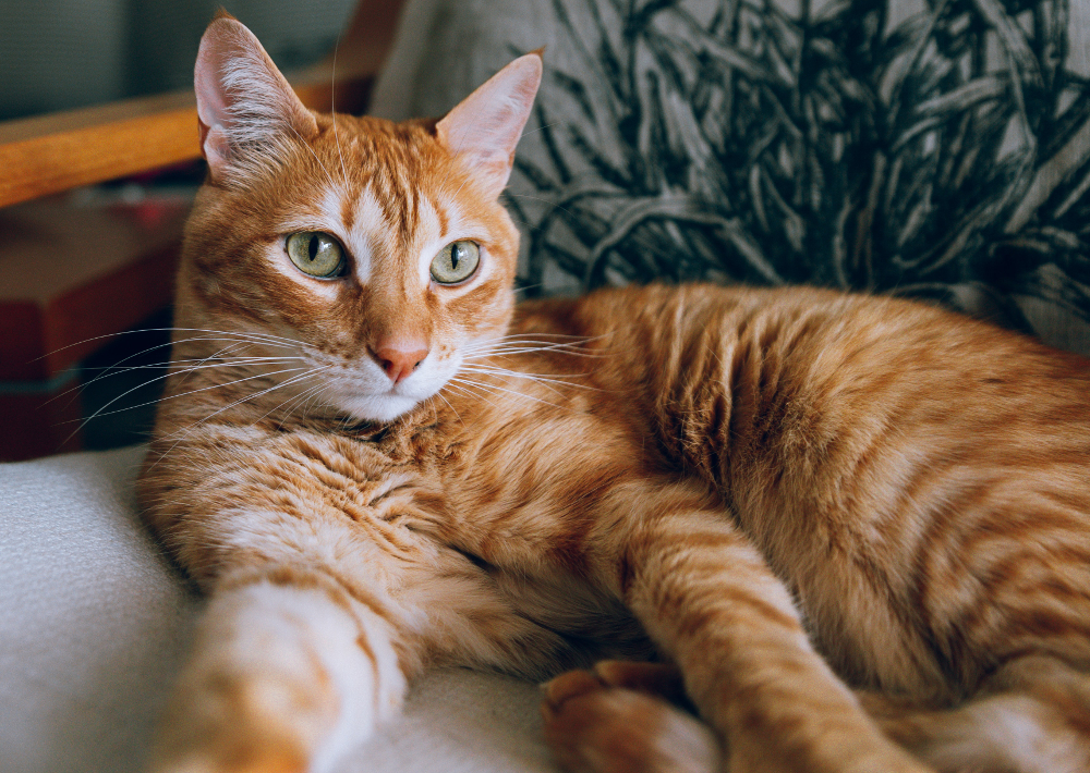 stérilisation chat